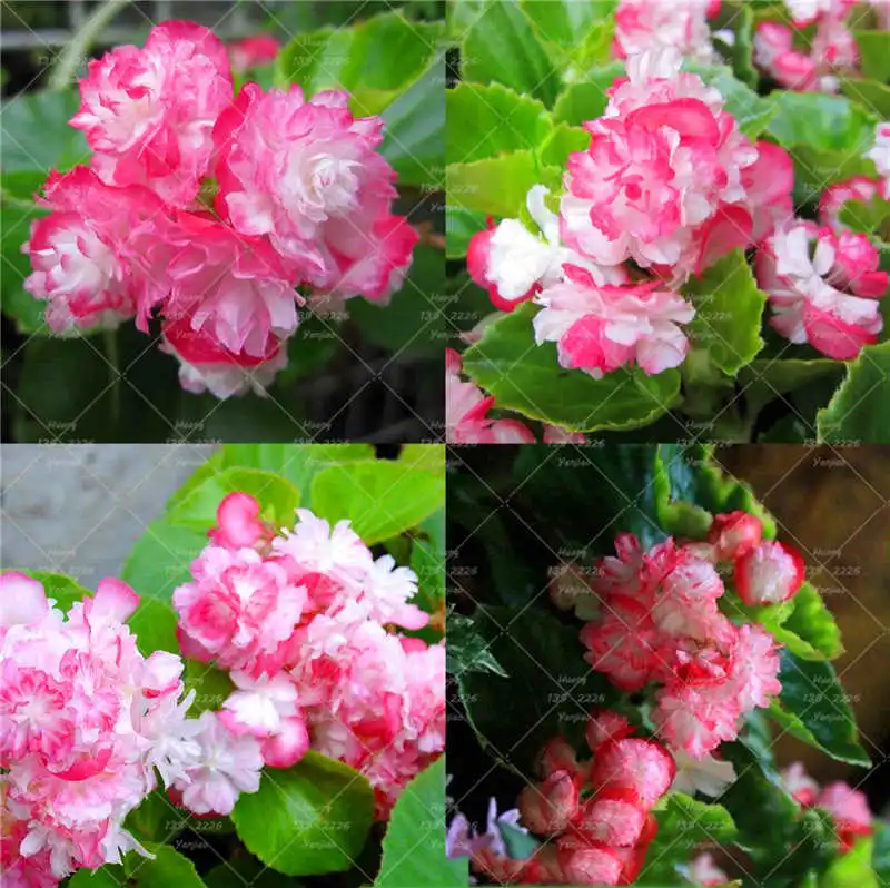 100Pcs/Bag double-flowered Begonia plant family bonsai flower indoor and outdoor potted garden decorative plants
100Pcs/Bag double-flowered Begonia plant family bonsai flower indoor and outdoor potted garden decorative plants