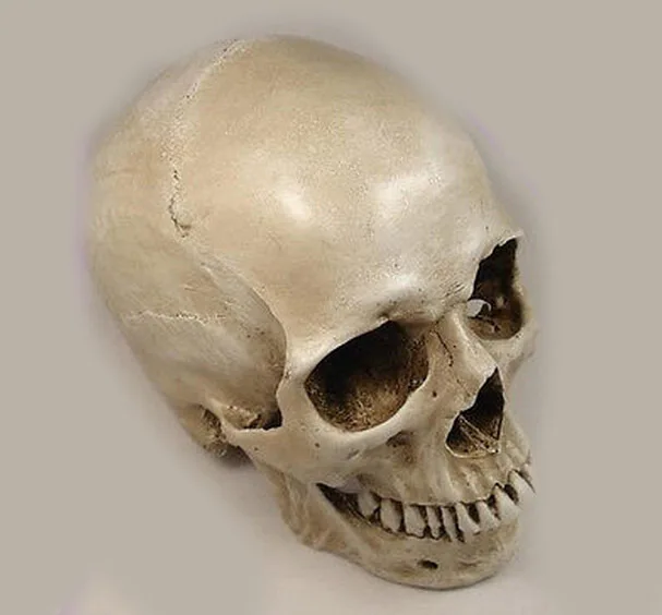 1: 1 human skull model life size resin skull model art class model teaching delicate human skeleton model
1: 1 human skull model life size resin skull model art class model teaching delicate human skeleton model