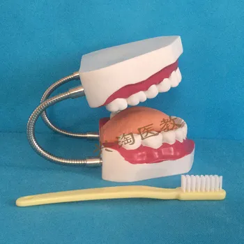 big size mouth teeth model children oral teaching brushing tooth model educational equipment
big size mouth teeth model children oral teaching brushing tooth model educational equipment