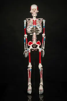 85cm Human skeleton anatomical model for sale Anatomical Anatomy Skull Sculpture Head body model Muscle Bone Artist
85cm Human skeleton anatomical model for sale Anatomical Anatomy Skull Sculpture Head body model Muscle Bone Artist
