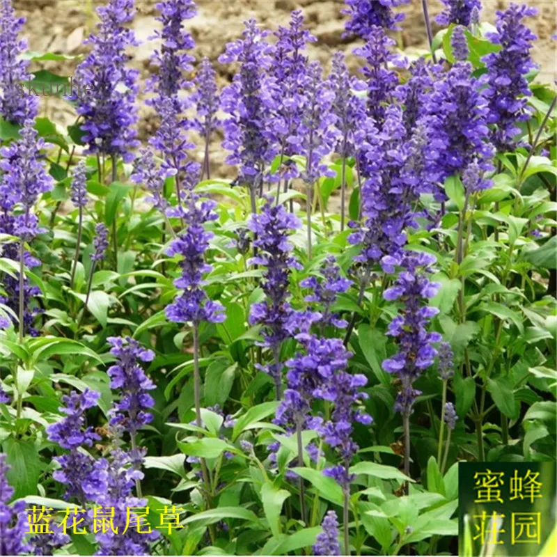 Blue flower sage bonsai powder calyx sage bonsai bunch of blue bonsais about 100pcs(lan hua shu wei cao)
Blue flower sage bonsai powder calyx sage bonsai bunch of blue bonsais about 100pcs(lan hua shu wei cao)
