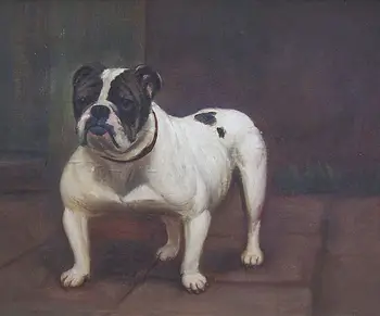 GOOD ART British English Bulldog Animals Dog Pet Portrait Oil Painting Modern Handcraft 100% hand painted oil painting on canvas
GOOD ART British English Bulldog Animals Dog Pet Portrait Oil Painting Modern Handcraft 100% hand painted oil painting on canvas