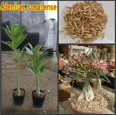 100% Fresh Real " Adenium Somalense " - Adenium Obesum semillas - Bonsai Desert Rose Flower Plant Sementes
100% Fresh Real " Adenium Somalense " - Adenium Obesum semillas - Bonsai Desert Rose Flower Plant Sementes