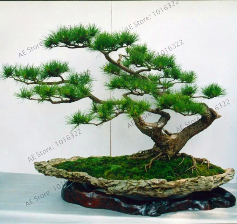 New Fresh ,GGG 30pcs/bag Japanese pine tree garden,bonsai Pinus thunbergii plant free shipping#SQRD6F
New Fresh ,GGG 30pcs/bag Japanese pine tree garden,bonsai Pinus thunbergii plant free shipping#SQRD6F