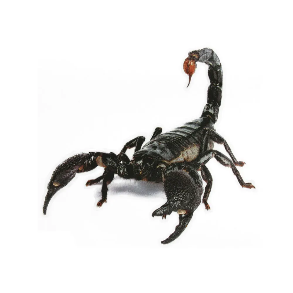 1Pcs Removable Creative 3D Scary Spiders Scorpion Lizard Car Decal / Sticker for Laptop Window Decorations Wall Art Car Truck
1Pcs Removable Creative 3D Scary Spiders Scorpion Lizard Car Decal / Sticker for Laptop Window Decorations Wall Art Car Truck