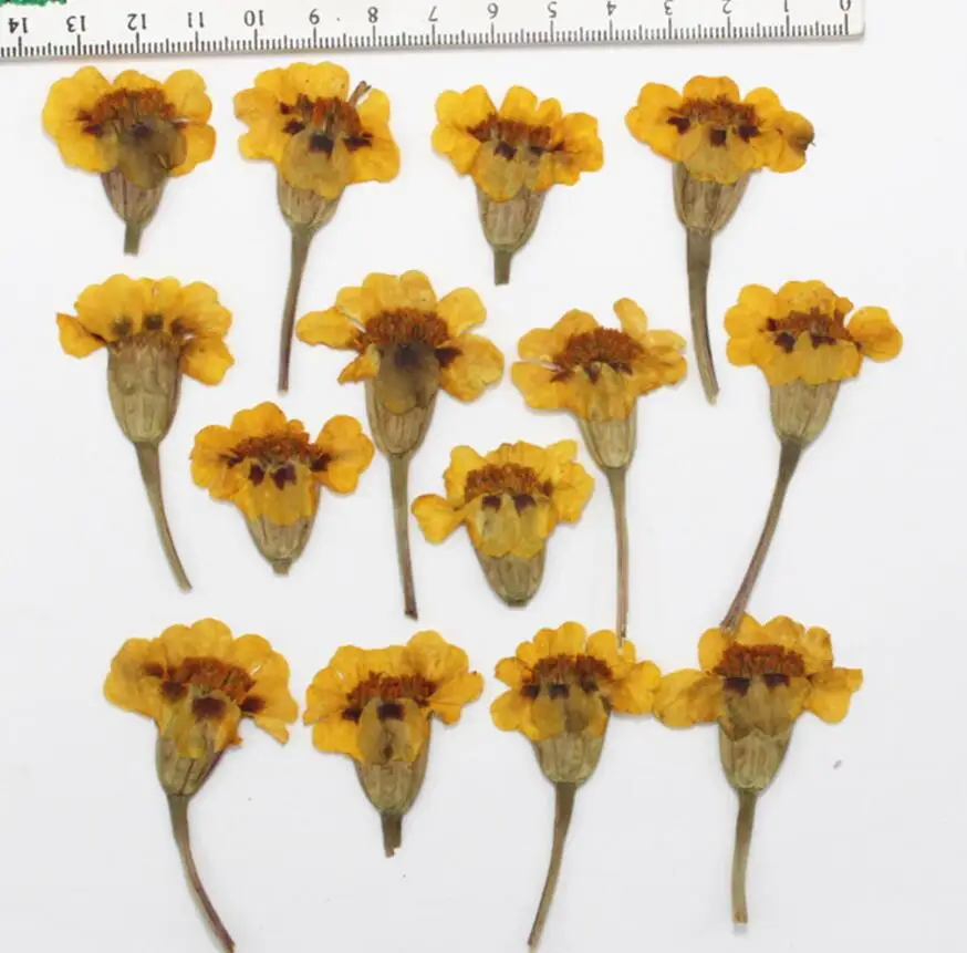 120pcs Pressed Dried Tagetes patula L. Flower Plants Herbarium For Jewelry Making Postcard Frame Phone Case Craft DIY
120pcs Pressed Dried Tagetes patula L. Flower Plants Herbarium For Jewelry Making Postcard Frame Phone Case Craft DIY