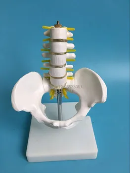 Human odontologia Anatomy Professional Medical Half Size Pelvis 5 piece skeleton anatomia anatomical Lumbar Vertebrae
Human odontologia Anatomy Professional Medical Half Size Pelvis 5 piece skeleton anatomia anatomical Lumbar Vertebrae