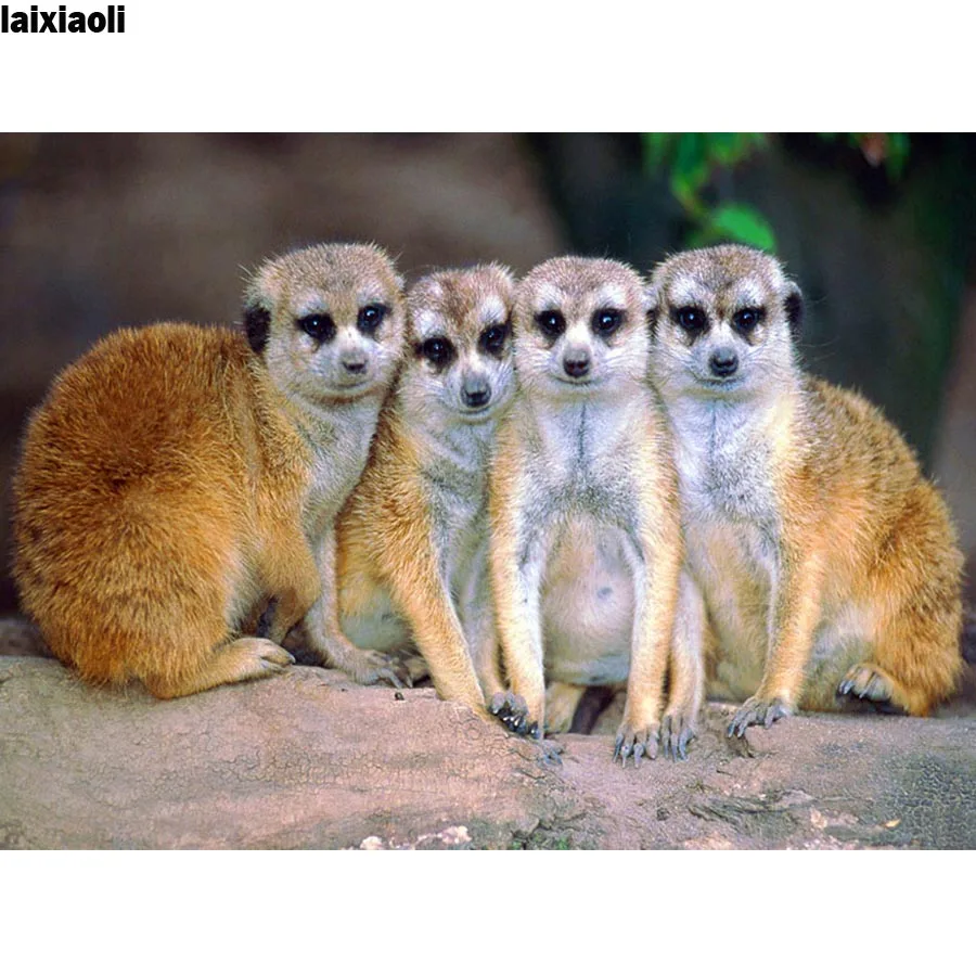 Diamond Embroidery four Meerkat full square round drill 5d Diamond Painting Cross Stitch kits,3D,Diamond Mosaic,animal,pet icons
Diamond Embroidery four Meerkat full square round drill 5d Diamond Painting Cross Stitch kits,3D,Diamond Mosaic,animal,pet icons