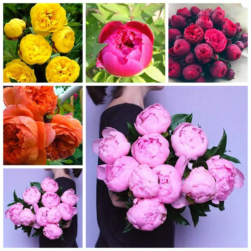 20PCS Rare Chinese Peony flower Bonsai Plant courtyard for Home Garden flowers Paeonia Suffruticosa 60
20PCS Rare Chinese Peony flower Bonsai Plant courtyard for Home Garden flowers Paeonia Suffruticosa 60