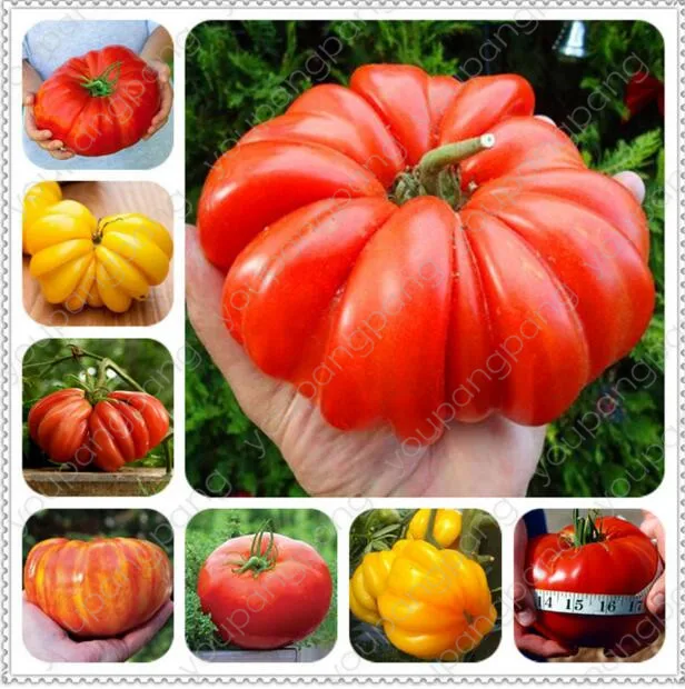 Sale! 500Pcs Giant Tomato bonsai Organic Heirloom plants Vegetables Perennial Non-GMO Plant Pot For Home Garden
Sale! 500Pcs Giant Tomato bonsai Organic Heirloom plants Vegetables Perennial Non-GMO Plant Pot For Home Garden