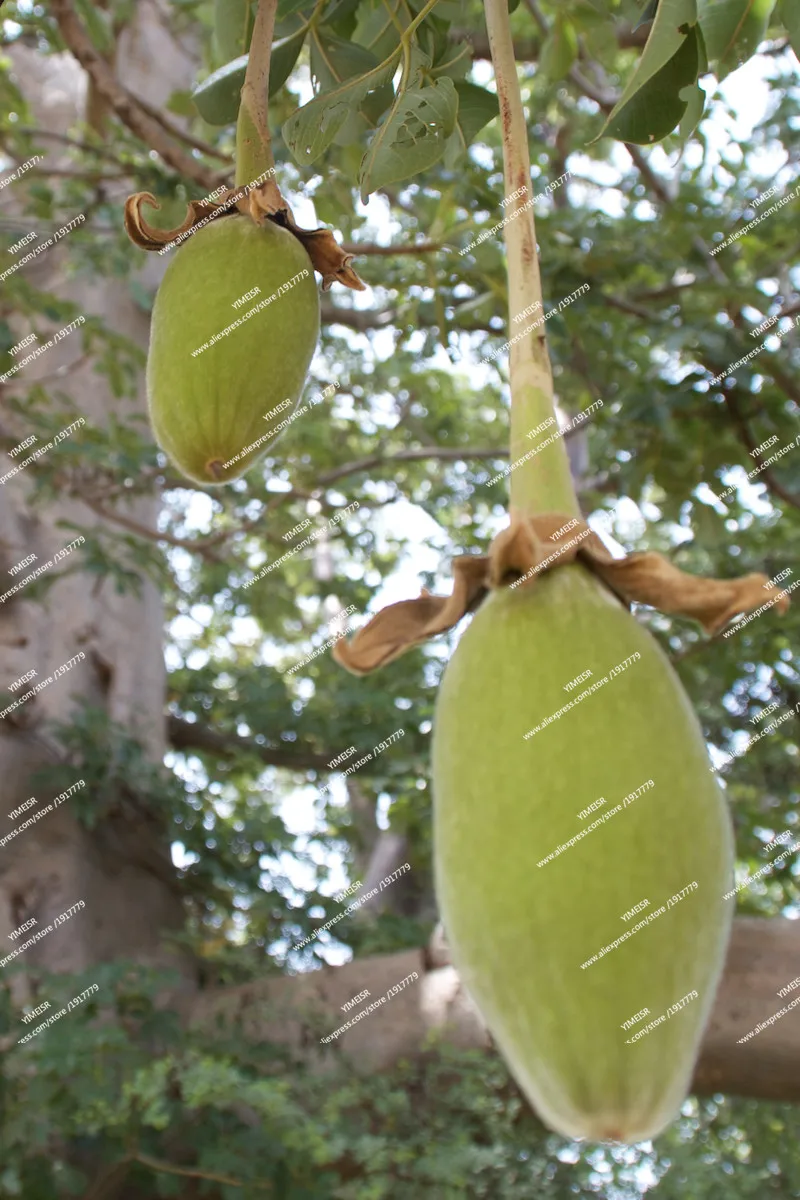 baobab-bio-arbre-baomix-biologiquement-poudre-fruit-feuille-fleur-adansonia-46