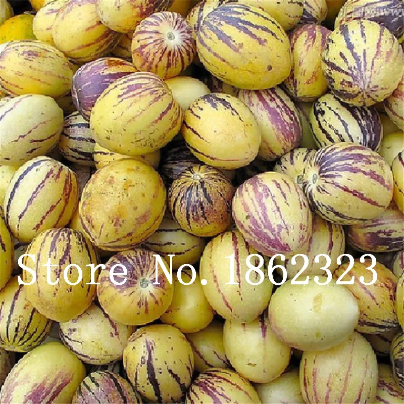 100 pcs Rare Mini Sweet Melon Eggplant plants Flower Potted Plant Garden Fruit Trees Southern United States Bonsai Sweet Fruit
100 pcs Rare Mini Sweet Melon Eggplant plants Flower Potted Plant Garden Fruit Trees Southern United States Bonsai Sweet Fruit