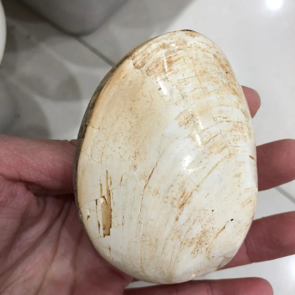DHX SW natural conch shells fossil stone mineral specimens reiki healing crystal stone from Madagascar display artifacts 
DHX SW natural conch shells fossil stone mineral specimens reiki healing crystal stone from Madagascar display artifacts
