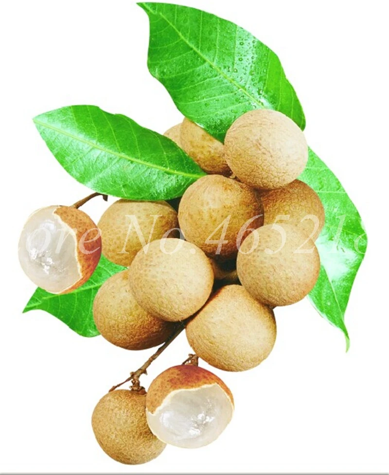 5 pcs/ bag Dimocarpus Longan Bonsai Organic Fruit Dragon Eye Tropical Fruit Tree Plants For DIY Home Garden Flower Pot Decor
5 pcs/ bag Dimocarpus Longan Bonsai Organic Fruit Dragon Eye Tropical Fruit Tree Plants For DIY Home Garden Flower Pot Decor