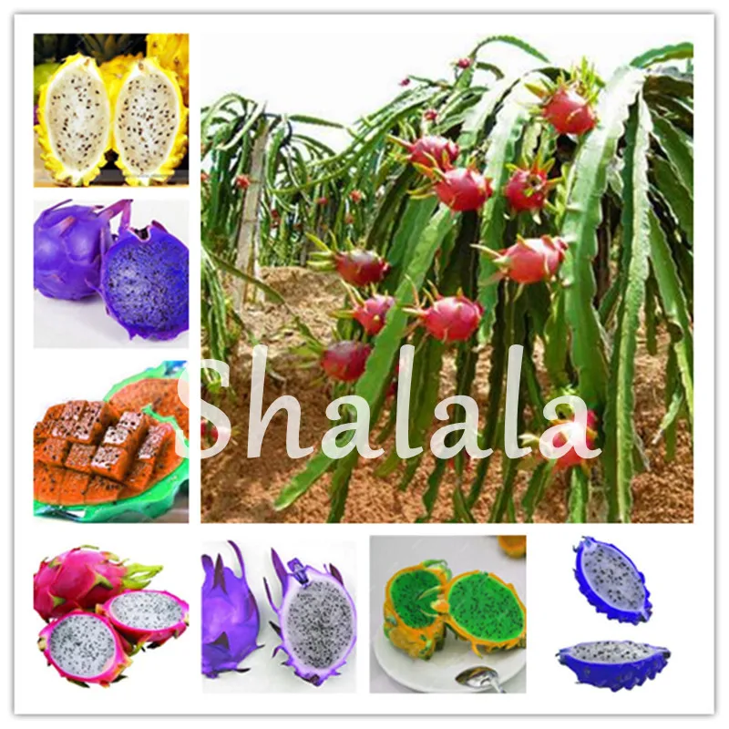 100 pcs Pitaya Bonsai mixed Dragon Fruit Garden Potted Tree Fruit-Tree-Plant Delicious Juicy Tropical succulent Fruit Food Pot
100 pcs Pitaya Bonsai mixed Dragon Fruit Garden Potted Tree Fruit-Tree-Plant Delicious Juicy Tropical succulent Fruit Food Pot