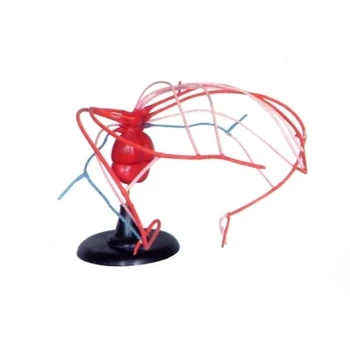 Evolution model of fetal arch artery Medical education simulation 35*33*65cm free shipping
Evolution model of fetal arch artery Medical education simulation 35*33*65cm free shipping