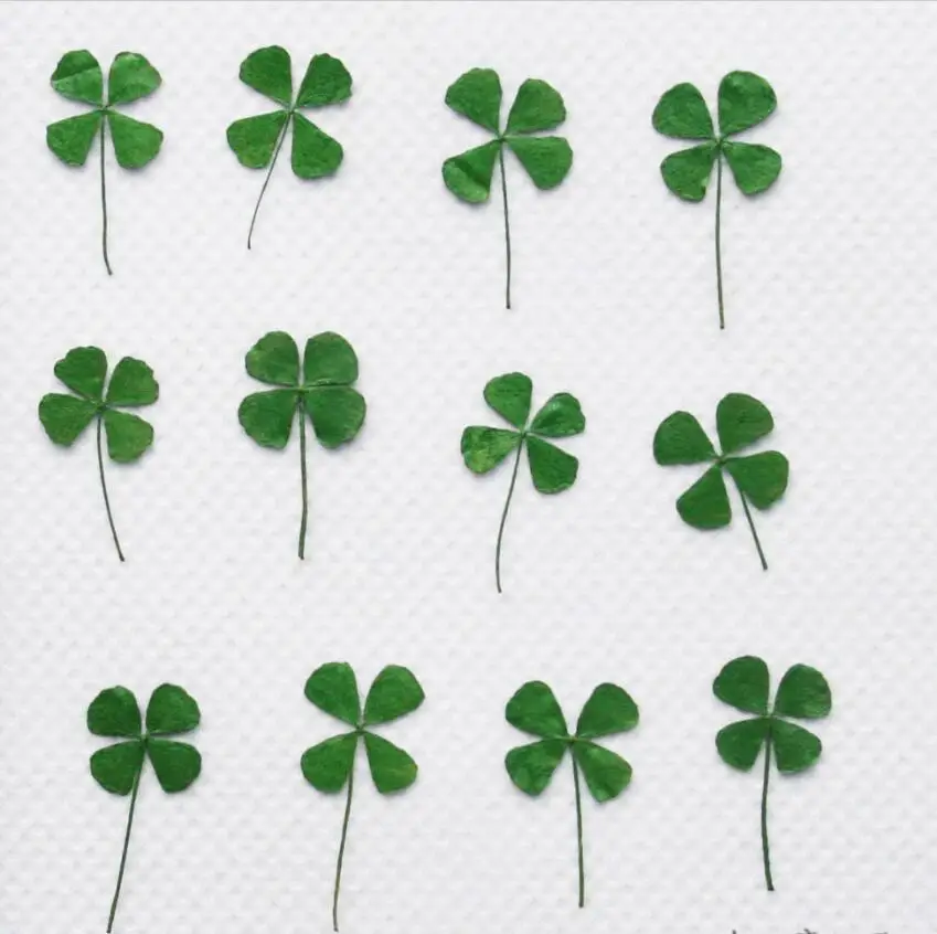 120pcs Pressed Dried Clover Leaf Dry Plants For Epoxy Resin Pendant Necklace Jewelry Making Craft DIY Accessories
120pcs Pressed Dried Clover Leaf Dry Plants For Epoxy Resin Pendant Necklace Jewelry Making Craft DIY Accessories