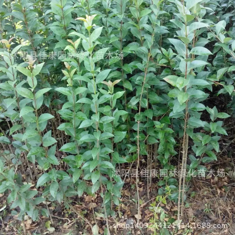 Liguplanttrum tree frame leaveplant privet Gaogannvzhen 200g / Pack tree plant
Liguplanttrum tree frame leaveplant privet Gaogannvzhen 200g / Pack tree plant