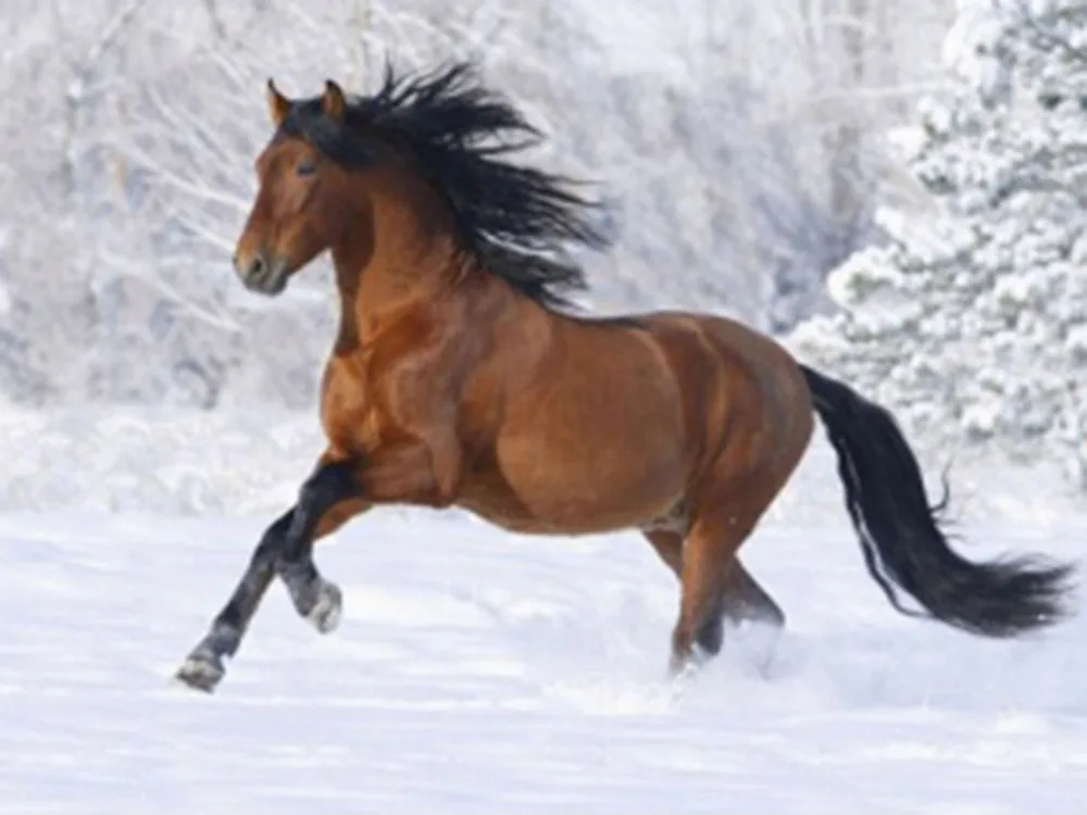 NEW 3D Diamond Painting Cross Stitch Horse Run in Snow Crystal Needlework Diamond Embroidery Full Diamond Decorative
NEW 3D Diamond Painting Cross Stitch Horse Run in Snow Crystal Needlework Diamond Embroidery Full Diamond Decorative