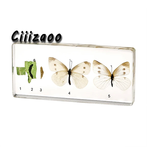 Life Cycle of Cabbage Butterfly specimen paperweight Taxidermy Collection embedded In Clear Lucite Block Embedding Specimen
Life Cycle of Cabbage Butterfly specimen paperweight Taxidermy Collection embedded In Clear Lucite Block Embedding Specimen