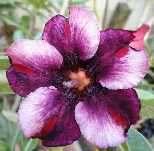 100% Real Color * Fresh Adenium Obesum semillas - Bonsai Desert Rose Flower Plant semillas sementes ( No. QA038 )
100% Real Color * Fresh Adenium Obesum semillas - Bonsai Desert Rose Flower Plant semillas sementes ( No. QA038 )