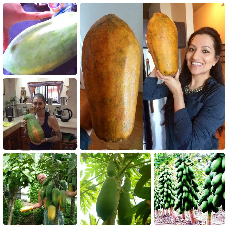 30pcs Sweet Papaya Outdoor Edible Tropical Fruit Heirloom Organic Garden Dwarf Fruit Tree
30pcs Sweet Papaya Outdoor Edible Tropical Fruit Heirloom Organic Garden Dwarf Fruit Tree