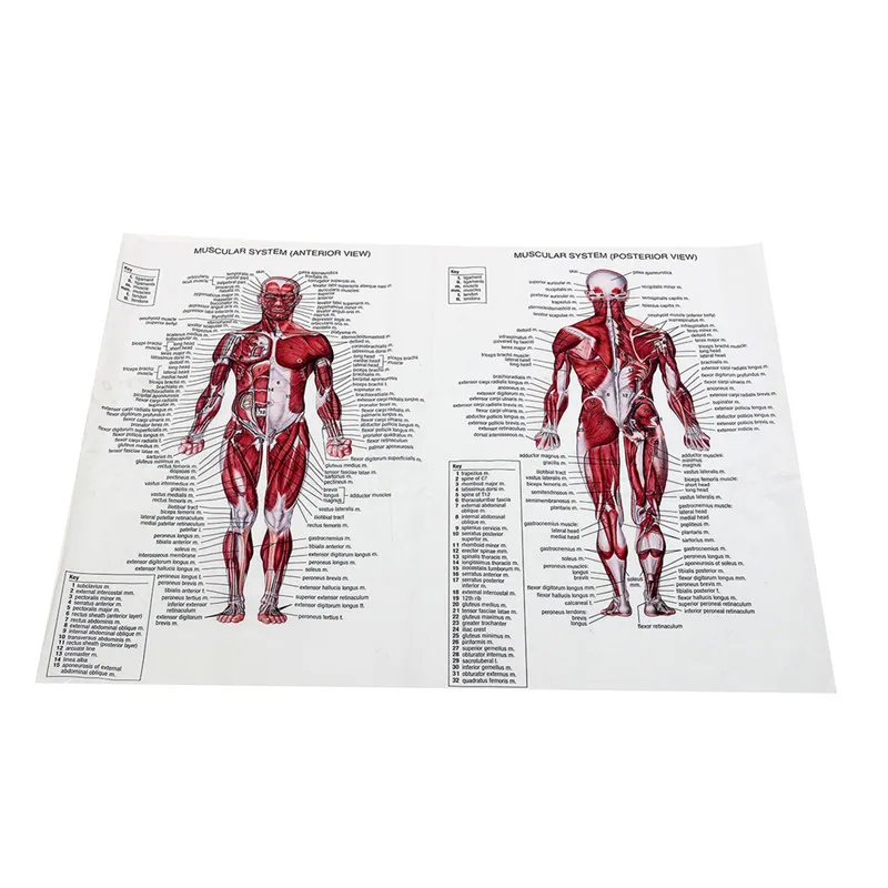 Muscle System Posters Silk Cloth Picture Human Body Anatomical Chart Medical Science Educational Teaching Foot Head Health Car
Muscle System Posters Silk Cloth Picture Human Body Anatomical Chart Medical Science Educational Teaching Foot Head Health Car