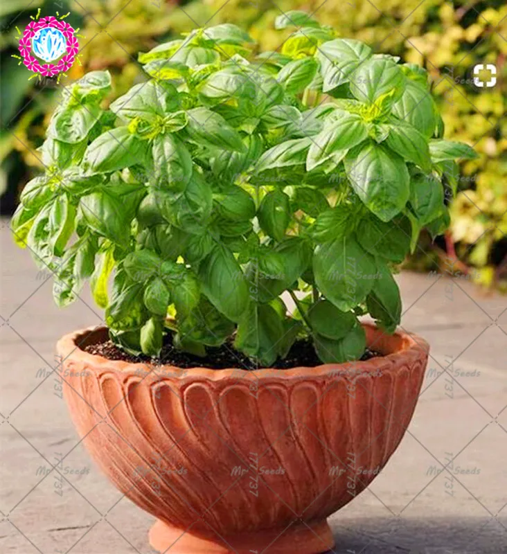 200pcs Bonsai Basil Plant Organic Vegetables Bonsai Plant Green And Healthy Sweet Ocimum Basilicum For Garden Planting
200pcs Bonsai Basil Plant Organic Vegetables Bonsai Plant Green And Healthy Sweet Ocimum Basilicum For Garden Planting