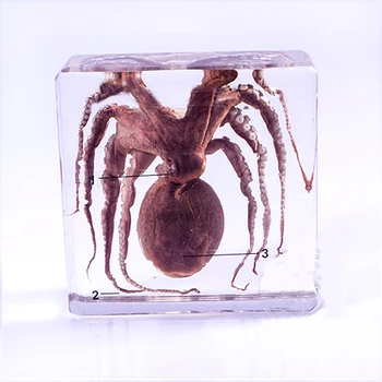 Real Octopus Specimens In Clear Lucite Block Educational Middle school biology School teaching aids Teaching instrument
Real Octopus Specimens In Clear Lucite Block Educational Middle school biology School teaching aids Teaching instrument