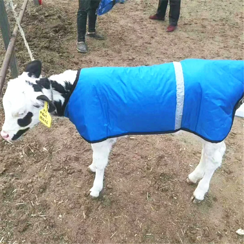 Calf Warm Clothes , Calf Blanket With Thickened and Waterproof Warm coat for Newborn Cattle
Calf Warm Clothes , Calf Blanket With Thickened and Waterproof Warm coat for Newborn Cattle