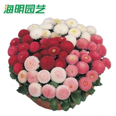 Small daisy flower bonsais sowing summer seasonal flower bonsai bonsai indoor courtyard balcony easily live 10pcs
Small daisy flower bonsais sowing summer seasonal flower bonsai bonsai indoor courtyard balcony easily live 10pcs