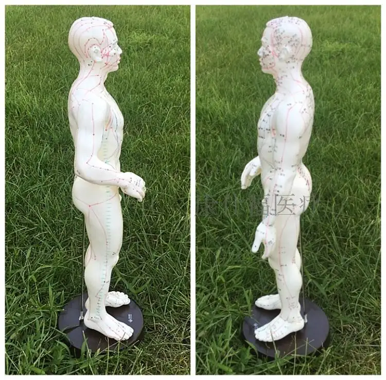 Acupuncture Points Human Body Model 50cm Male Or Female Models Clear