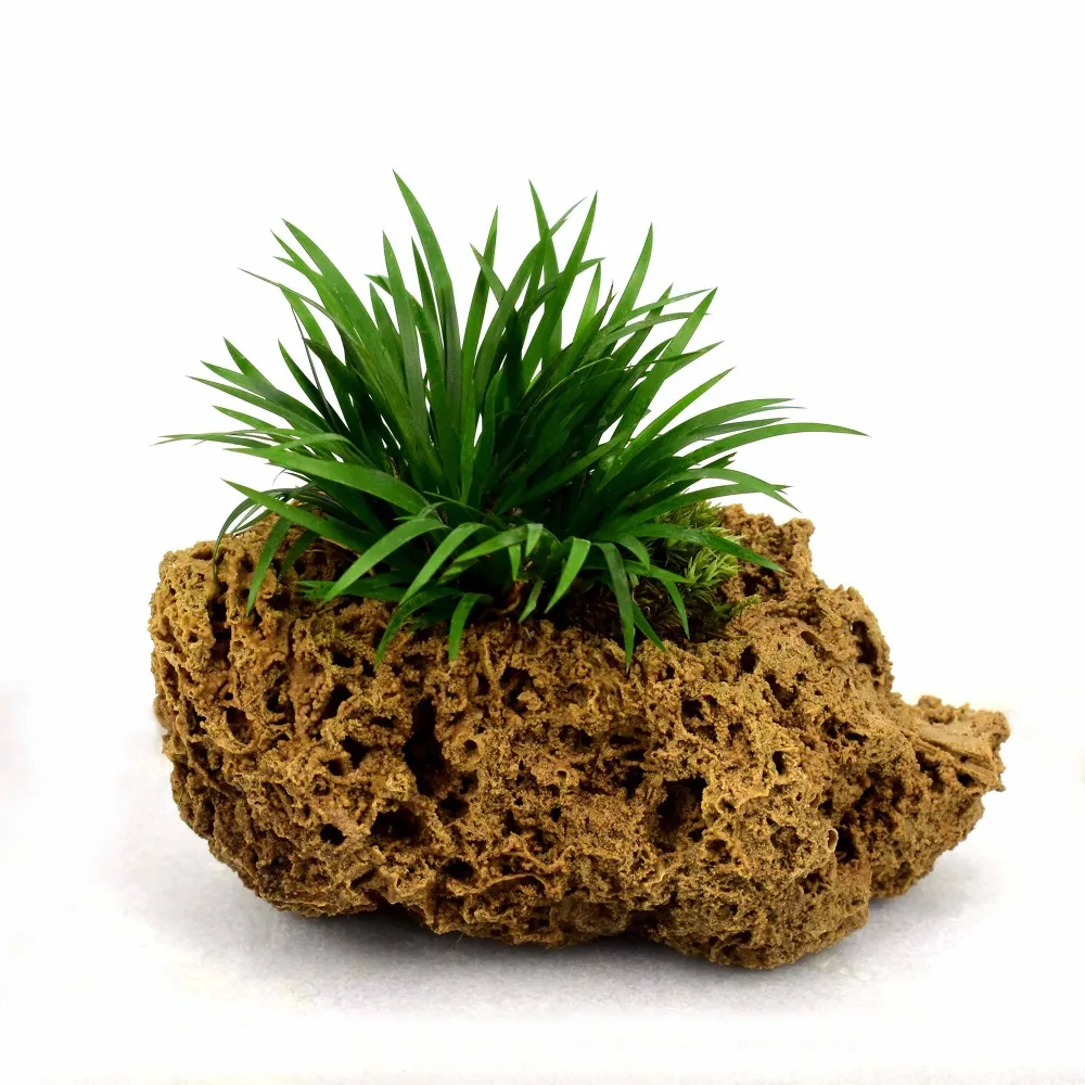stone pot Aquarium reptile box Volcanic rock Absorbent Water grass flower hydroponic office bonsai home decor Adjust pH minerals
stone pot Aquarium reptile box Volcanic rock Absorbent Water grass flower hydroponic office bonsai home decor Adjust pH minerals