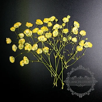 7-10cm yellow babysbreath real dry pressed flower branch craft for DIY glass dome resin filling 10pcs each pack 1503150
7-10cm yellow babysbreath real dry pressed flower branch craft for DIY glass dome resin filling 10pcs each pack 1503150