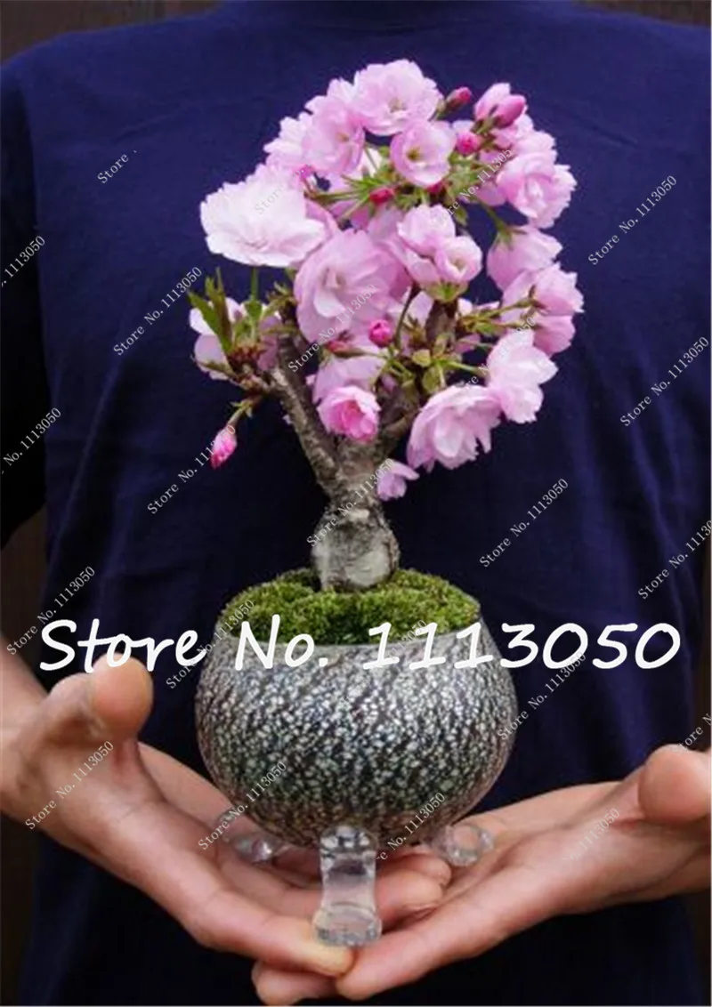 New Bonsai Tree Japanese Sakura bonsai 20 pcs Colorful Cherry Blooming Plants For Home & Garden Beautiful Flowers Free Shipping
New Bonsai Tree Japanese Sakura bonsai 20 pcs Colorful Cherry Blooming Plants For Home & Garden Beautiful Flowers Free Shipping