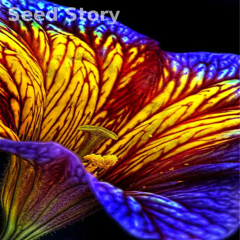 

Free Shipping 100pcs Hybrida Color Petunia plants Garden Home Flowers Bonsai Morning Glory plantas Balcony Rainbow Flower