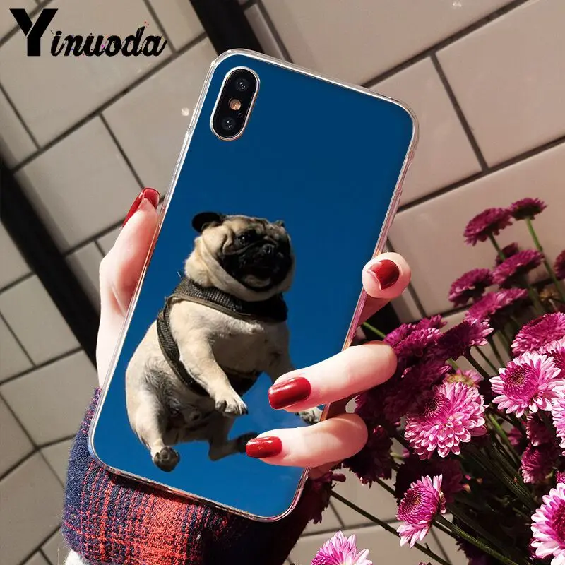 Cute pug dog