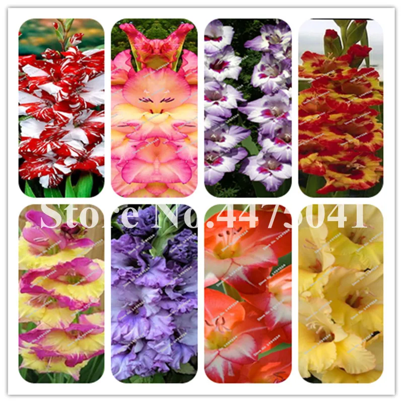 200 Pcs/Bag Bonsai Colorful Cut Gladiolus Flower Outdoor Rare Sword Lily For Diy Home Garden Planting Aerobic Pots Decoration
200 Pcs/Bag Bonsai Colorful Cut Gladiolus Flower Outdoor Rare Sword Lily For Diy Home Garden Planting Aerobic Pots Decoration
