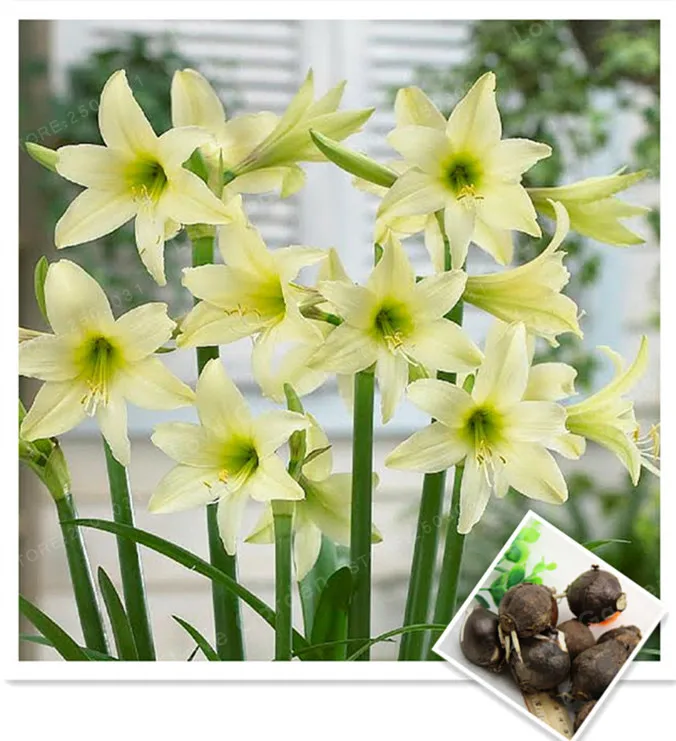 

2 Bulbs Amaryllis Bulbs True Green Hippeastrum Bulbs Flowers(Bonsai),Barbados Lily Potted Home Garden Balcony Plant Bulbous