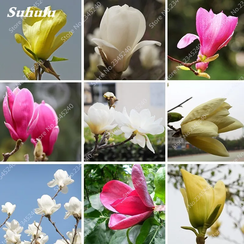 30 pcs Multicolor Magnolia Bonsai Rare Colorful Fragrant Yulan Flower for Home Garden Flower Pot Planter Supplies Easy to Grow
30 pcs Multicolor Magnolia Bonsai Rare Colorful Fragrant Yulan Flower for Home Garden Flower Pot Planter Supplies Easy to Grow