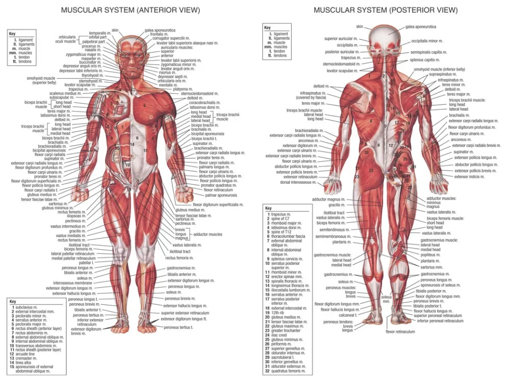 body systems chart