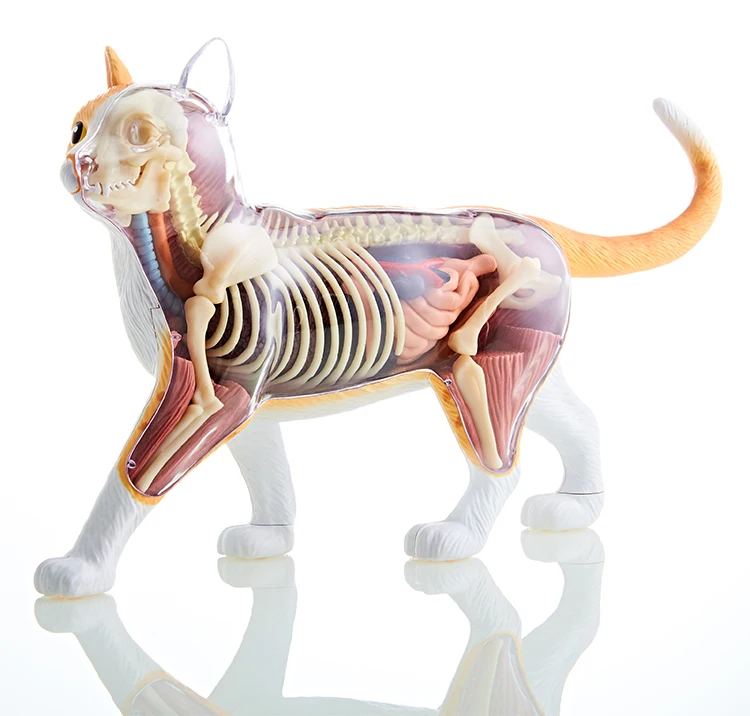 4D Vision THE DISSECTED CAT Funny ANATOMY MODEL Medical Human Skull Skeleton Anatomical Model Science Educational Toys for Kids
4D Vision THE DISSECTED CAT Funny ANATOMY MODEL Medical Human Skull Skeleton Anatomical Model Science Educational Toys for Kids