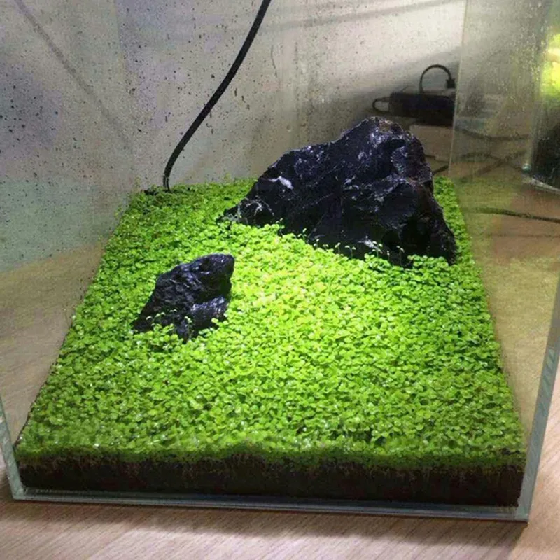 Fish Tank Aquarium Plant Seeds Aquatic Water Grass Decor Rock Lawn Garden Foreground Plant12