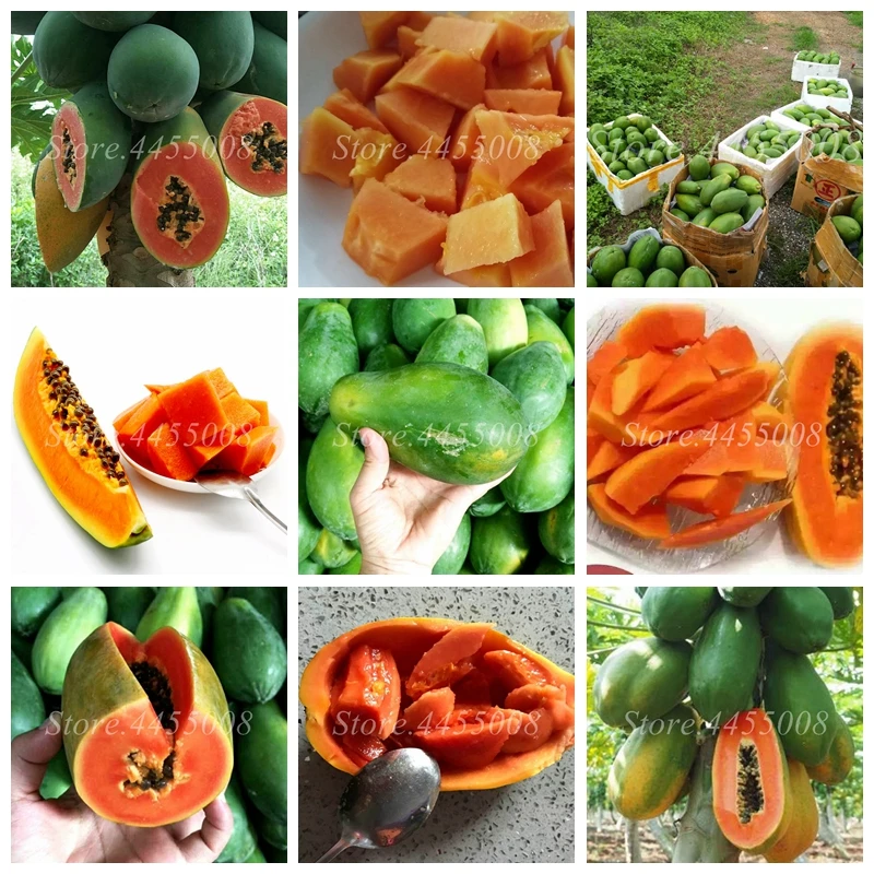 50 Pcs/ Bag Bonsai Organic Papaya Heirloom Vegetable Fruit Plants Tree Edible Red Heart Papaya Plant For Garden Decor Easy Grow
50 Pcs/ Bag Bonsai Organic Papaya Heirloom Vegetable Fruit Plants Tree Edible Red Heart Papaya Plant For Garden Decor Easy Grow