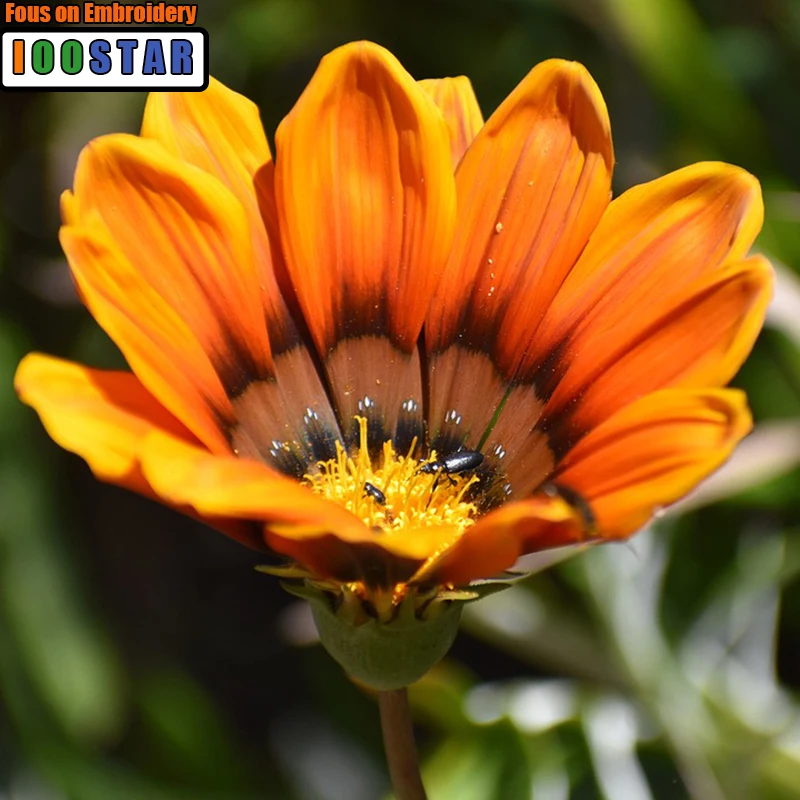 5D алмазная живопись «сделай сам», вышивка крестиком, цветы, кристальная вышивка, полноразмерная Алмазная вышивка, картины, мозаика, каменное украшение 
5D алмазная живопись «сделай сам», вышивка крестиком, цветы, кристальная вышивка, полноразмерная Алмазная вышивка, картины, мозаика, каменное украшение