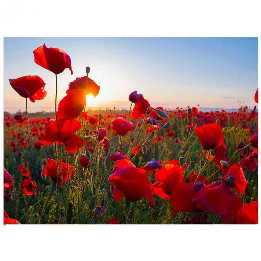 Diamond Embroidery Red Poppy sunset landscape Needlework 5D DIY Diamond Painting Flower sea Full Square Rhinestone Mosaic Decor
Diamond Embroidery Red Poppy sunset landscape Needlework 5D DIY Diamond Painting Flower sea Full Square Rhinestone Mosaic Decor