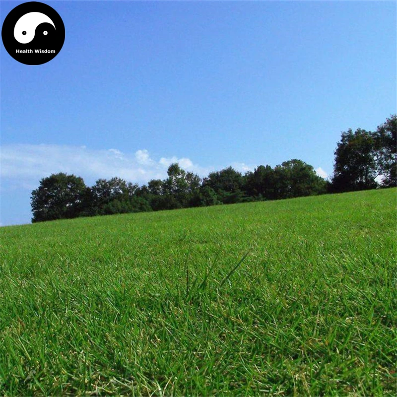 Buy Evergreen Zoysia Japonica Grass Semente 2000pcs Plant Manilagrass Lawn Grass
Buy Evergreen Zoysia Japonica Grass Semente 2000pcs Plant Manilagrass Lawn Grass