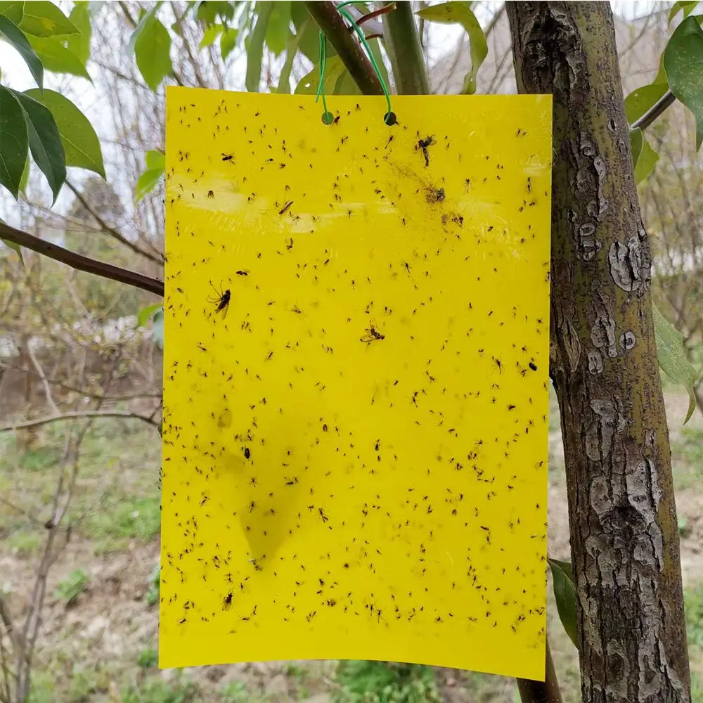 20Pcs Sticky Insect Traps Board Cockroaches Ant Mosquito Glue Pest Fly Trap Flying Insect Traps Catcher Killer Glue Stickers
20Pcs Sticky Insect Traps Board Cockroaches Ant Mosquito Glue Pest Fly Trap Flying Insect Traps Catcher Killer Glue Stickers