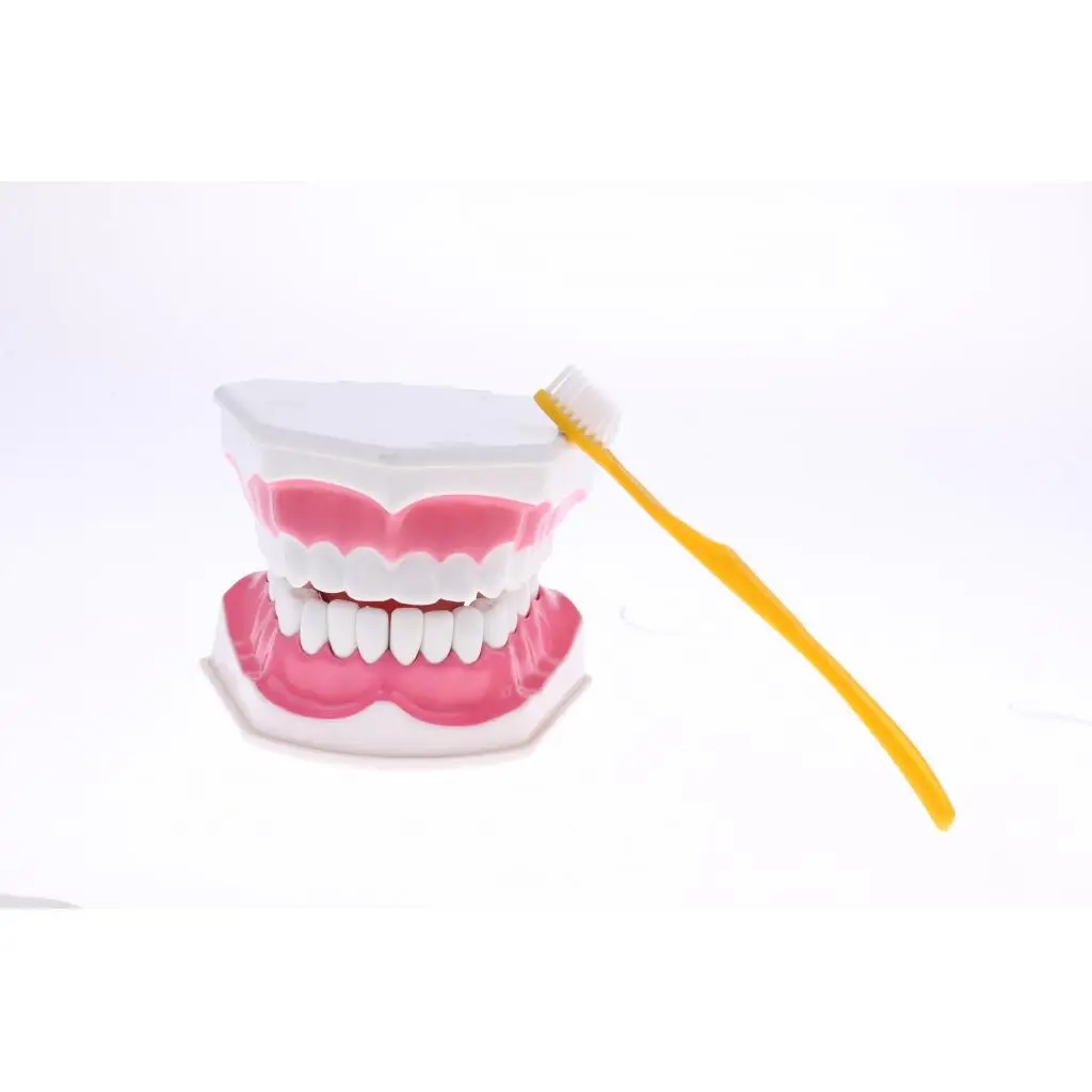 2X Large PVC Human Teeth Model with Removable Lower Teeth School Teeth Teaching Tools Student Children Educational Toy