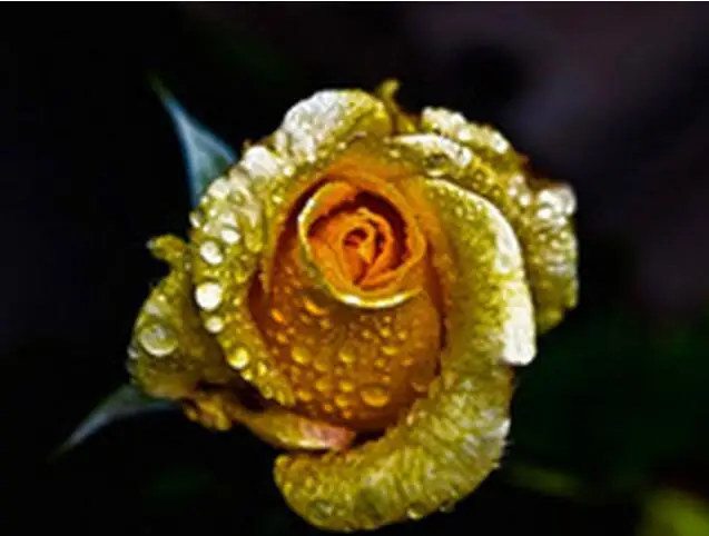 1000 pc Bonsai flower rose Really Rare "Golden Rose",Natural growth! Beautiful and moving! Home gardening
1000 pc Bonsai flower rose Really Rare "Golden Rose",Natural growth! Beautiful and moving! Home gardening